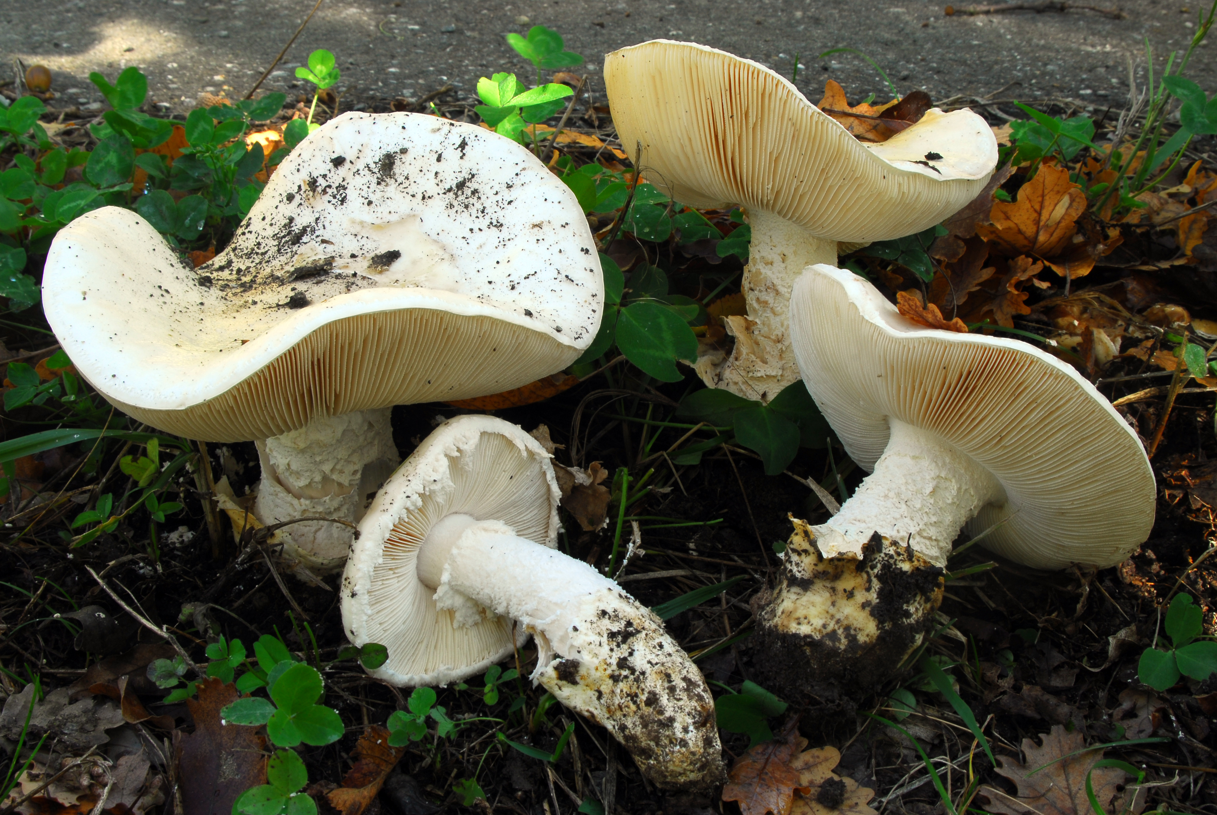 Foto Amanita ovoidea